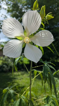 Muenchhusia coccinea 'alba'