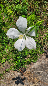 Muenchhusia coccinea 'alba'