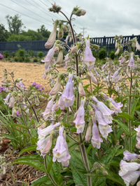 Penstemon canescens