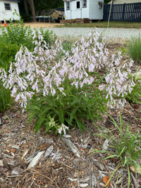 Penstemon canescens