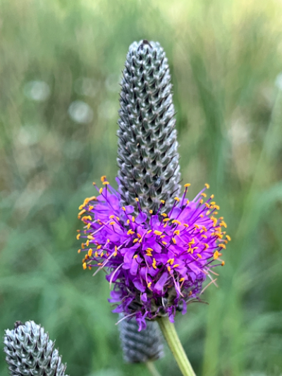 Dalea purpurea