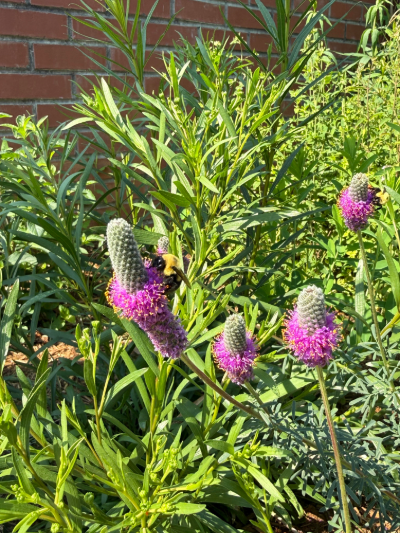 Dalea purpurea