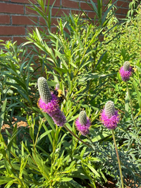 Dalea purpurea