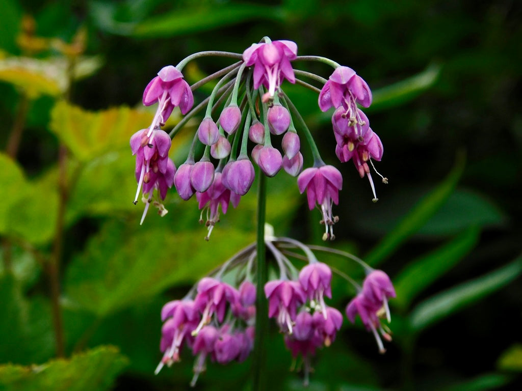 Allium allegheniense