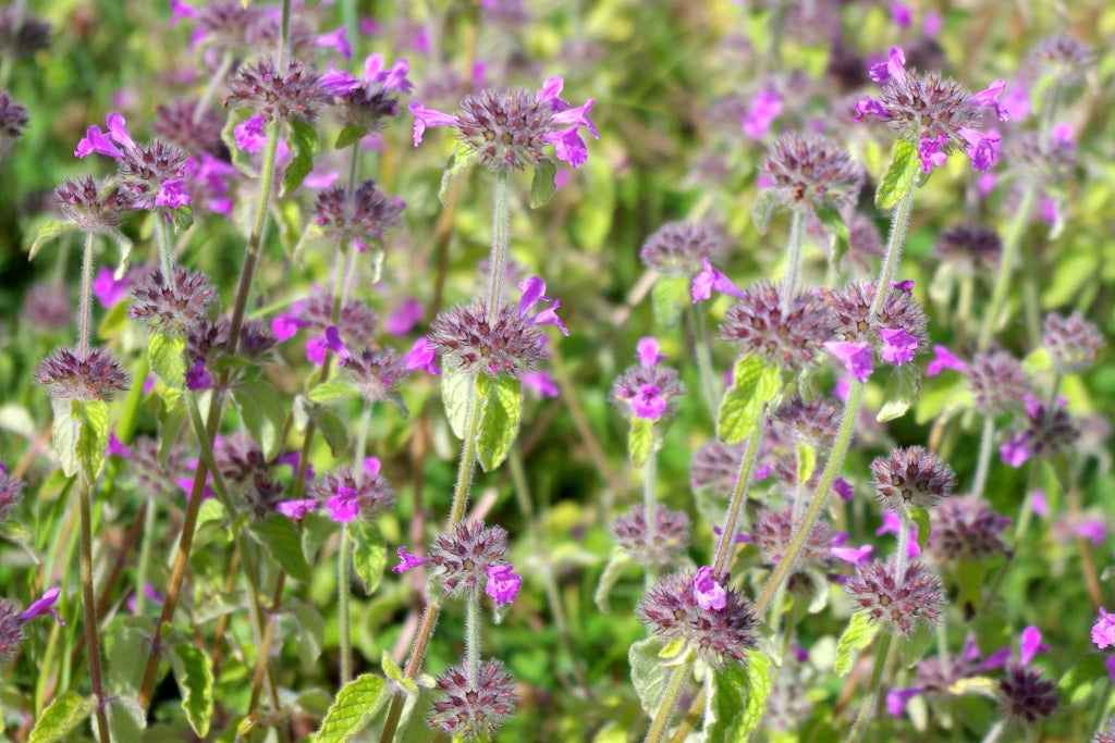 Clinopodium vulgare