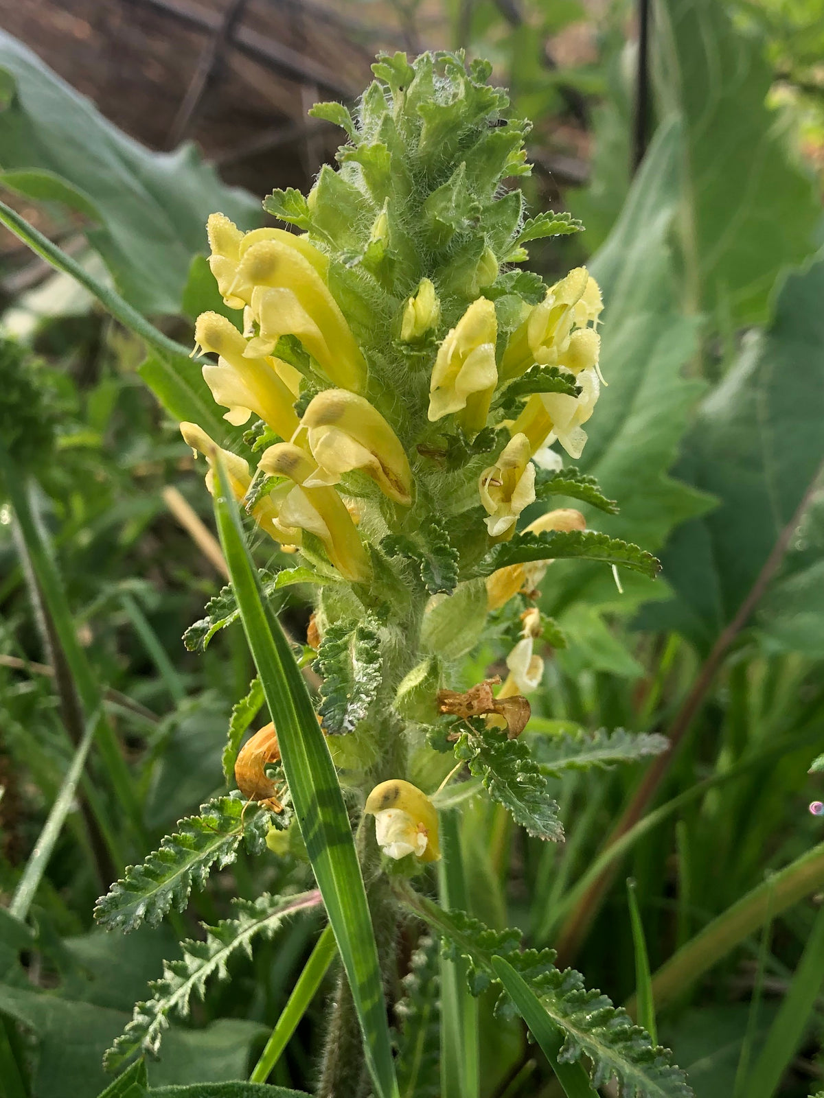 Pedicularis canadense