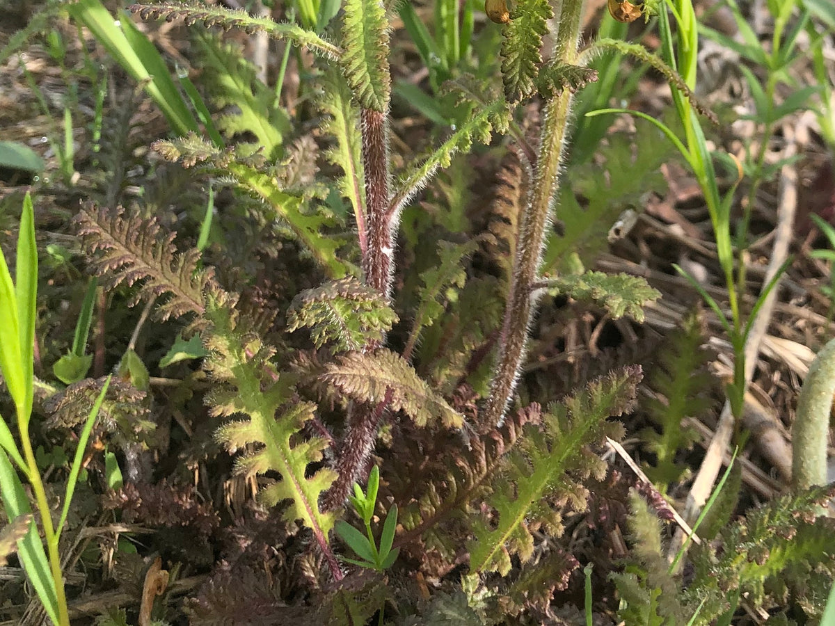 Pedicularis canadense