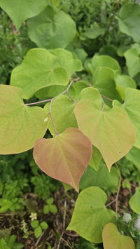 Cercis canadensis