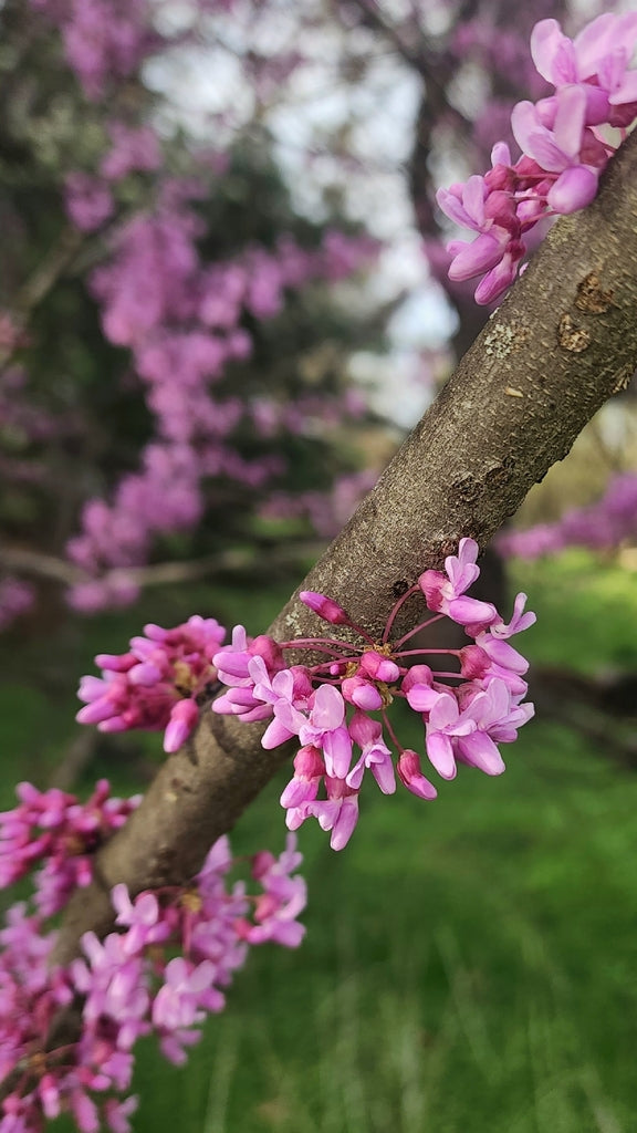 Cercis canadensis