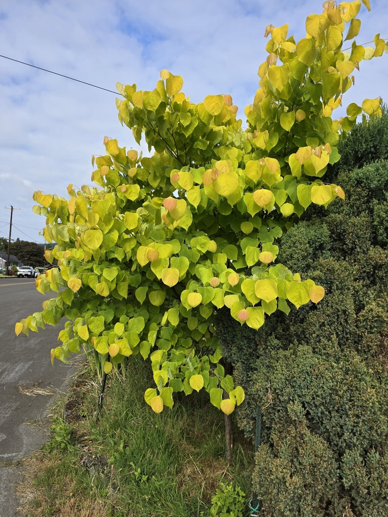 Cercis canadensis