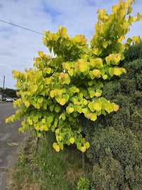 Cercis canadensis