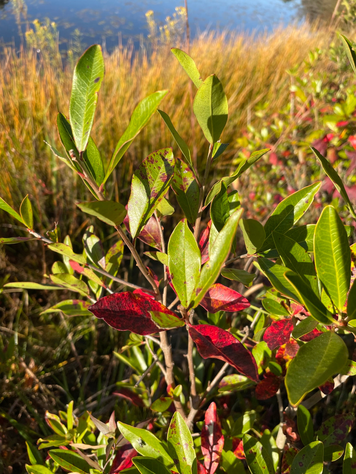 Cyrilla racemiflora