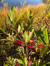 Cyrilla racemiflora