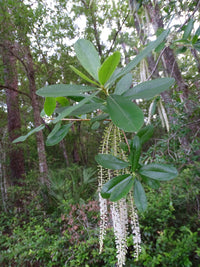 Cyrilla racemiflora