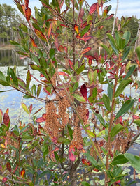 Cyrilla racemiflora