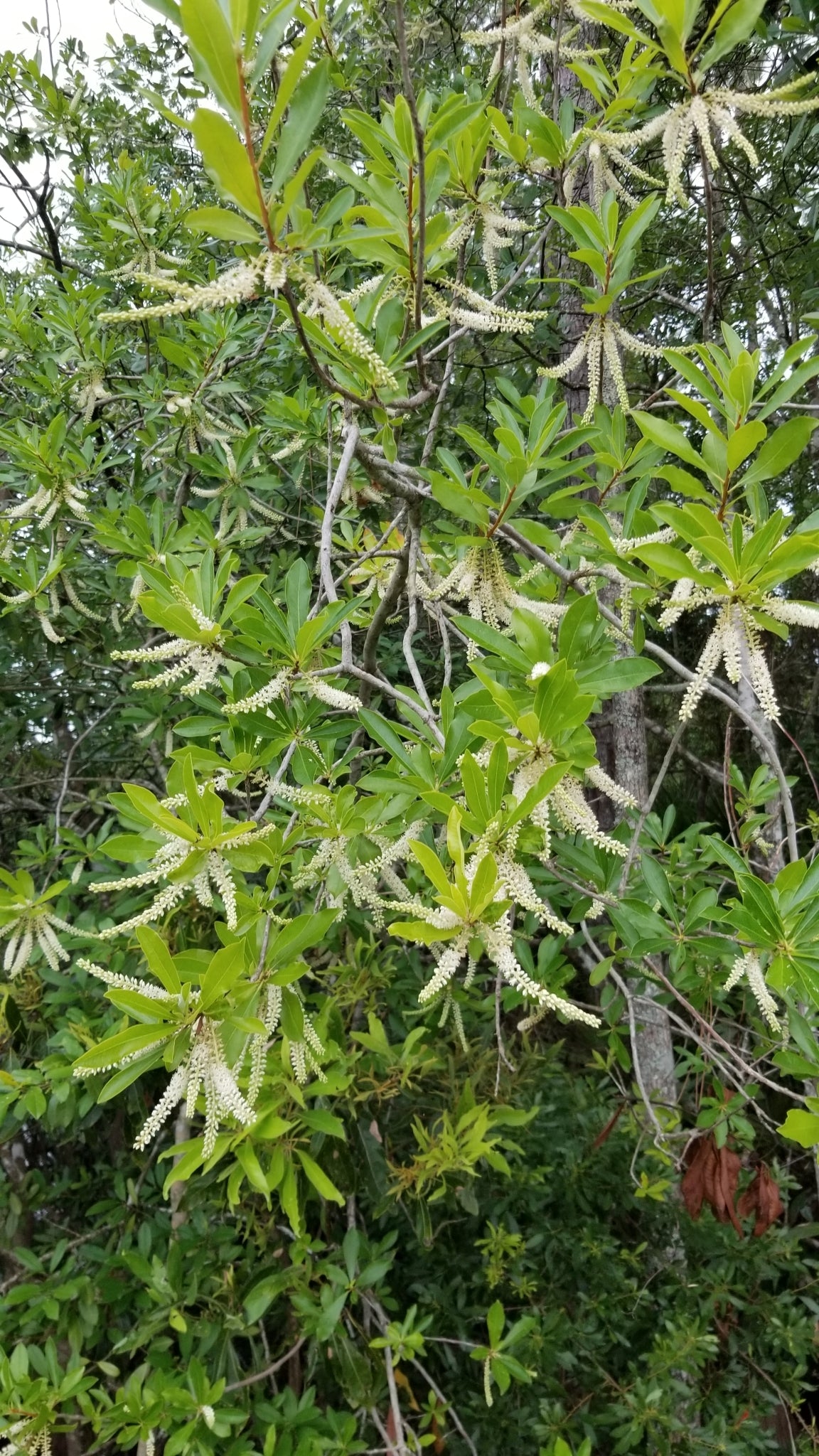 Cyrilla racemiflora