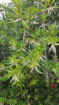 Cyrilla racemiflora