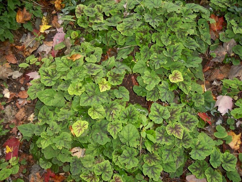 Tiarella cordifolia 'Running Tapestry'