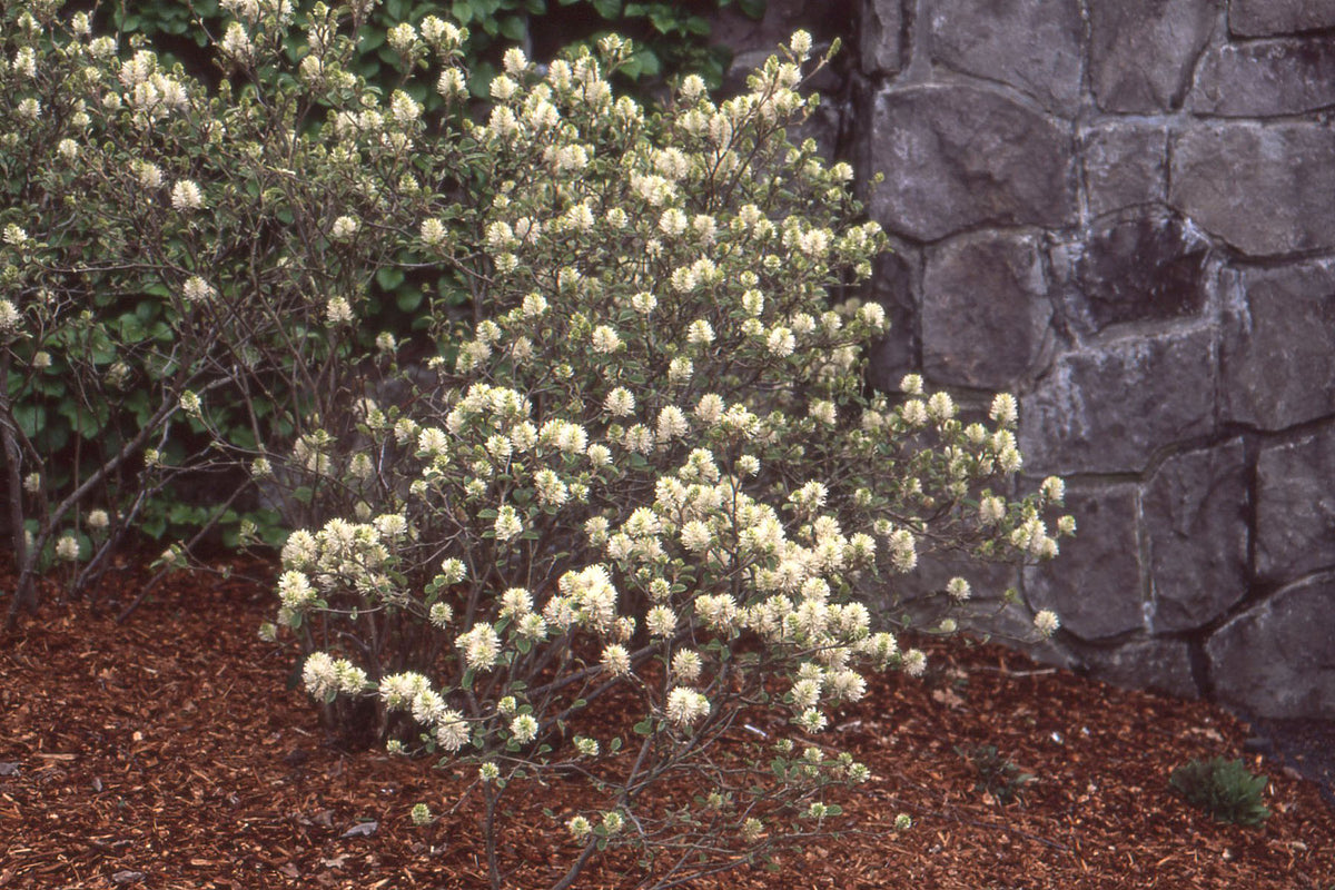 Fothergilla 'Mt. Airy'