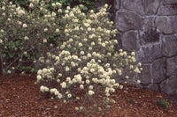 Fothergilla 'Mt. Airy'