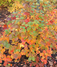 Fothergilla 'Mt. Airy'