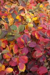 Fothergilla 'Mt. Airy'