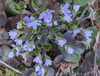 Hepatica americana