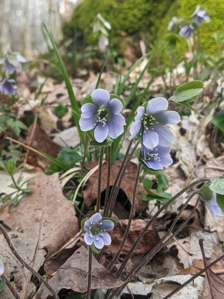hepatica flower seeds Hepatica americana