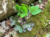 Hepatica americana