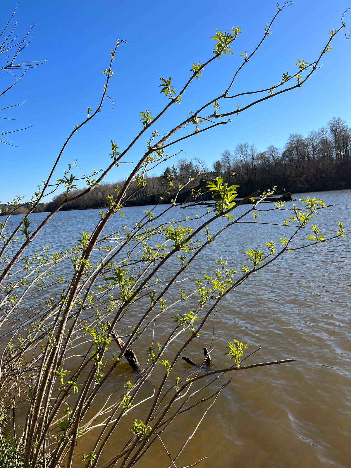 Sambucus canadensis