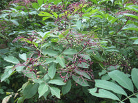 Sambucus canadensis