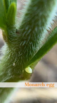 Asclepias tuberosa