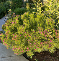 Vernonia lettermanni