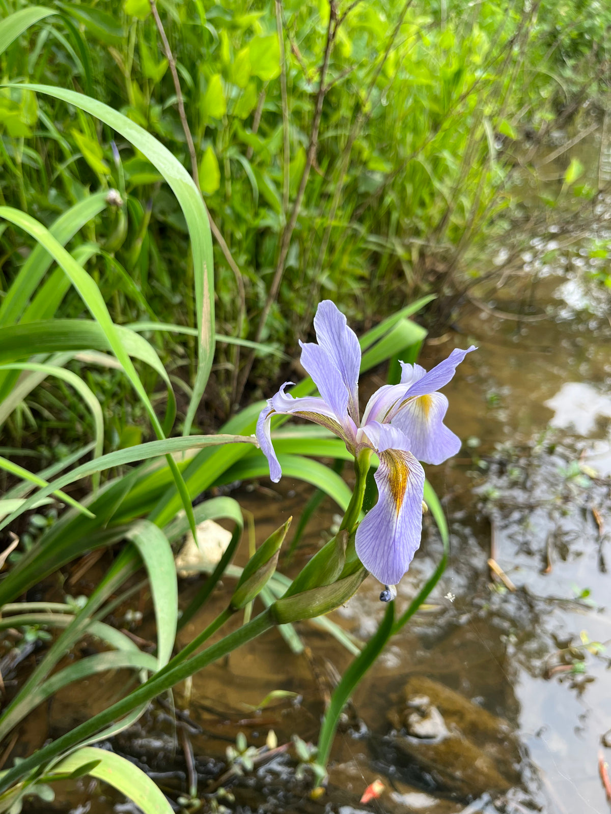 Iris virginica