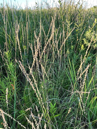 Bouteloua curtipendula