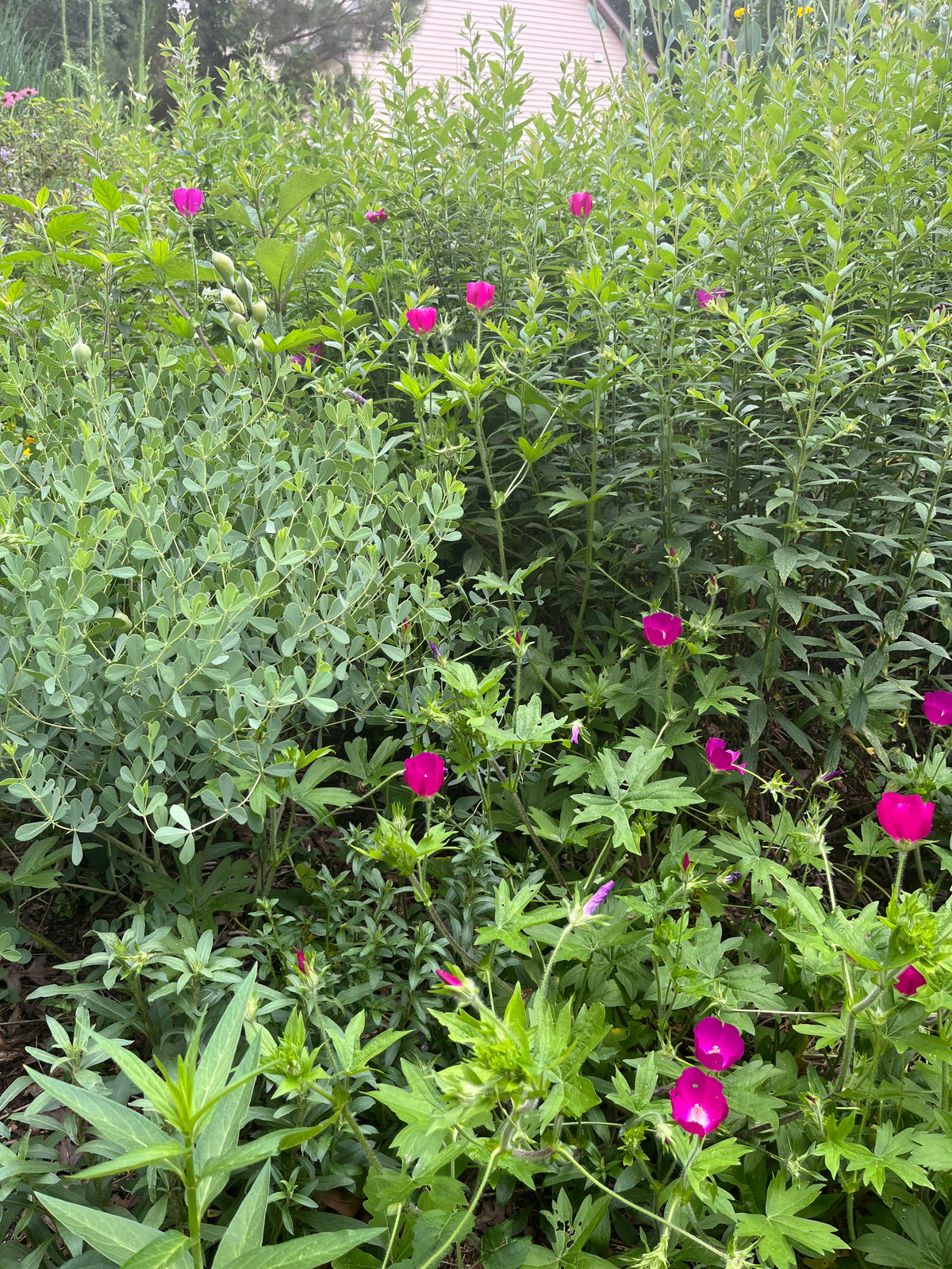 Callirhoe involucrata