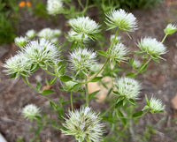 Pycnanthemum flexuosum