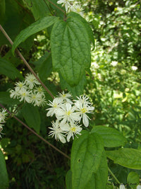 Clematis virginiana