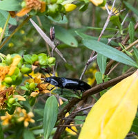 Hypericum prolificum