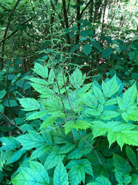 Astilbe biternata