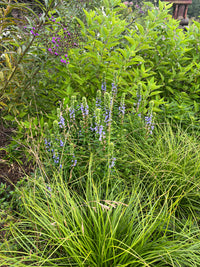 Lobelia siphilitica