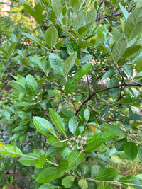 Aronia arbutifolia