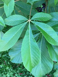 Aesculus pavia