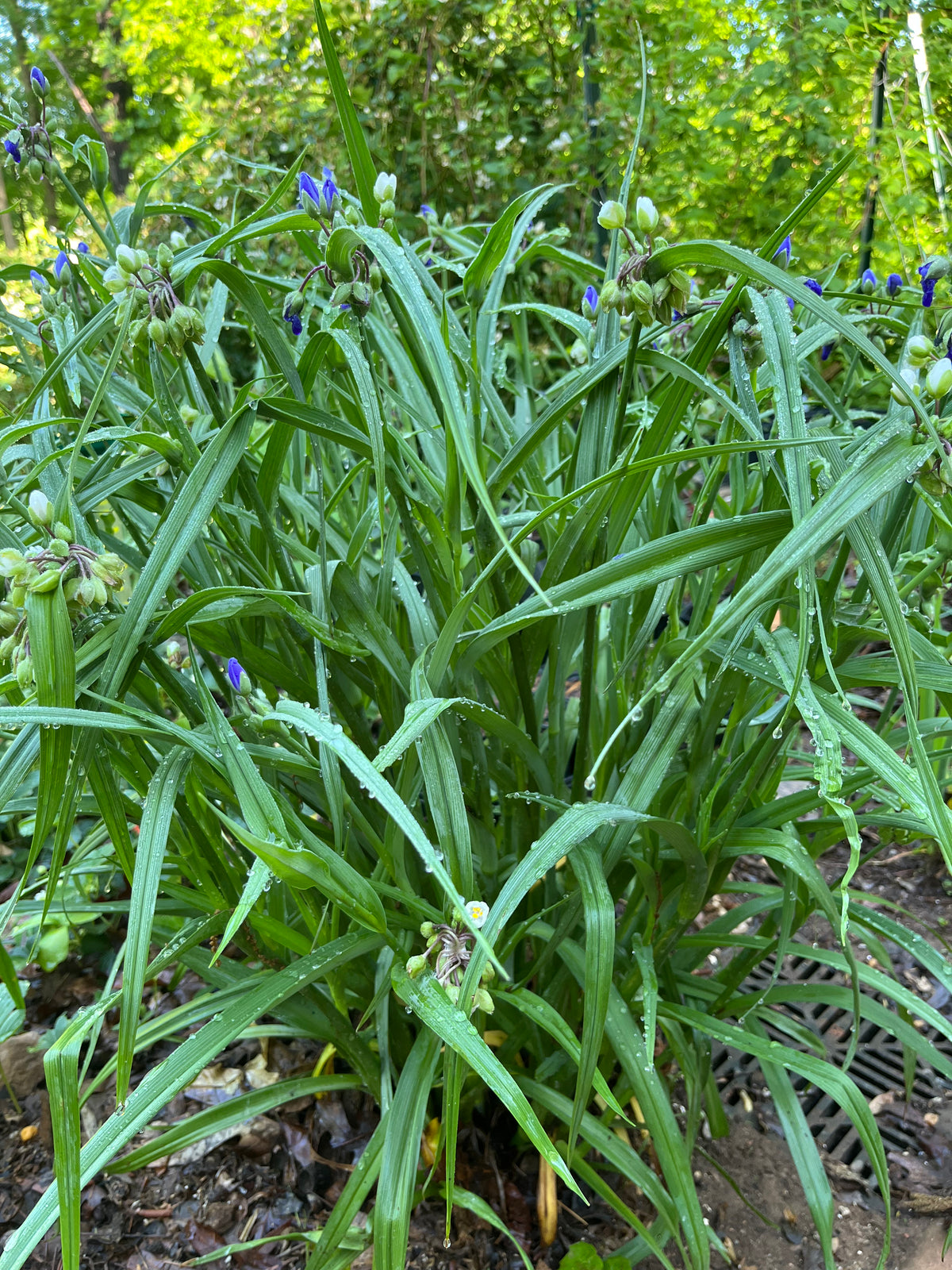 Tradescantia virginiana