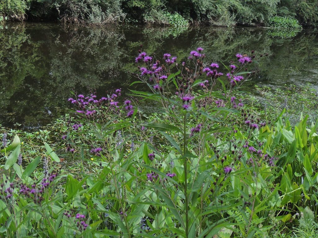 Vernonia noveboracensis