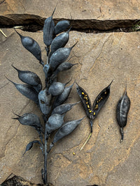 Baptisia australis