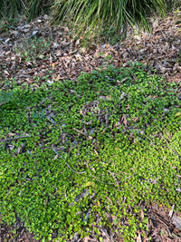 Dichondra carolinensis