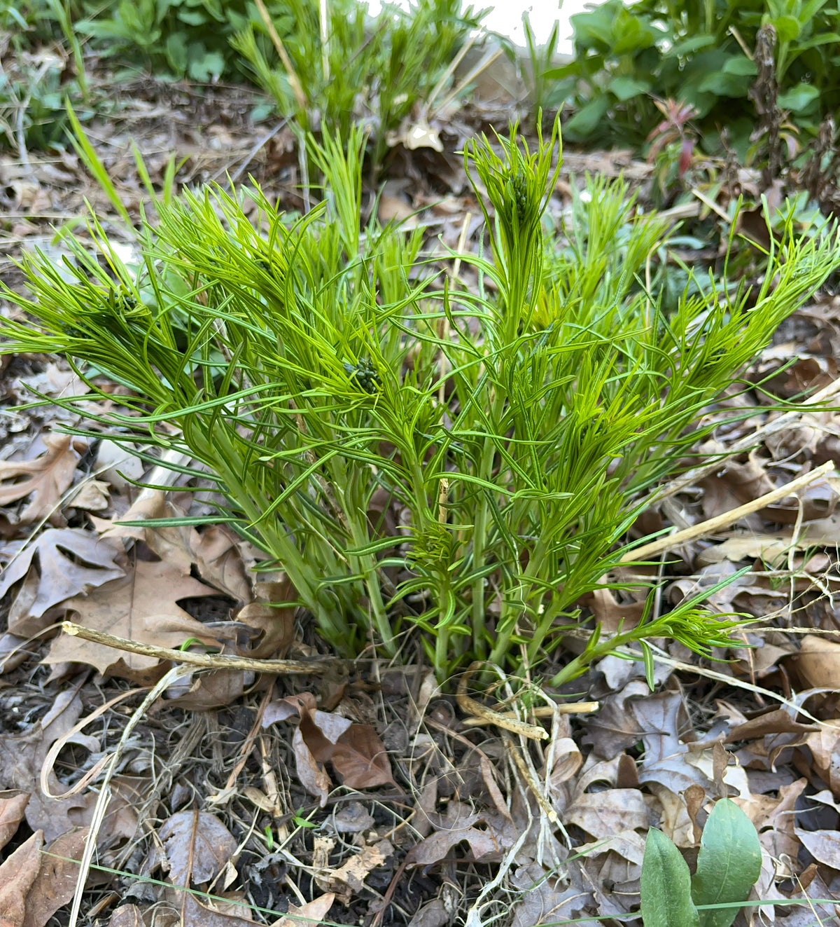 Amsonia hubrichtii