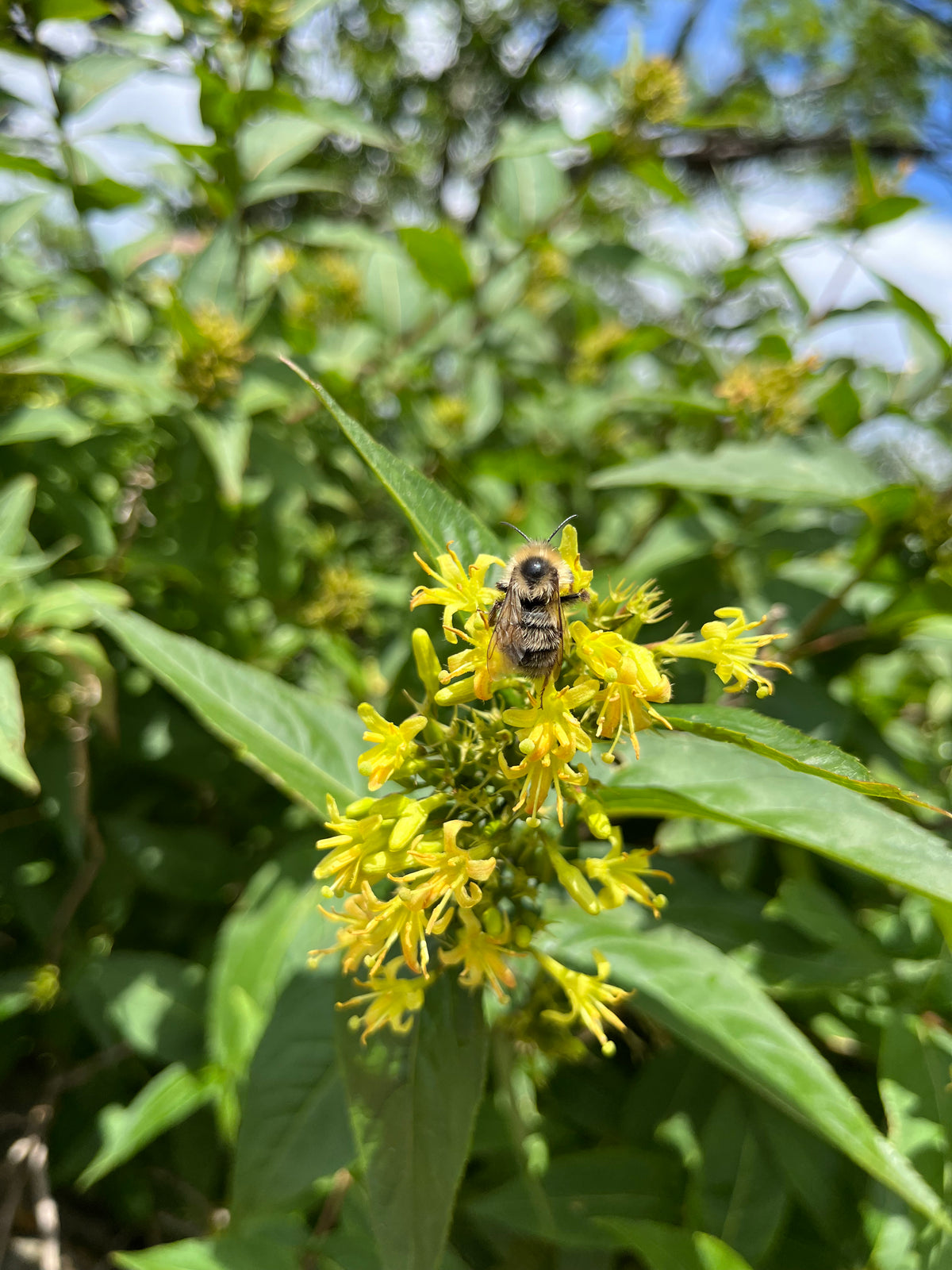 Diervilla sessilifolia