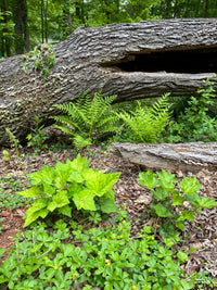 Heuchera villosa